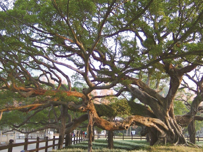 177305045869735.jpg 福州森林公园榕树王.JPG